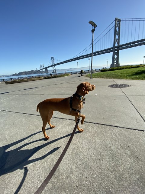 A Canine's Adventure near the Suspension Bridge