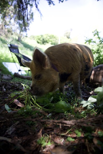 Piglet Foraging on Earth Day