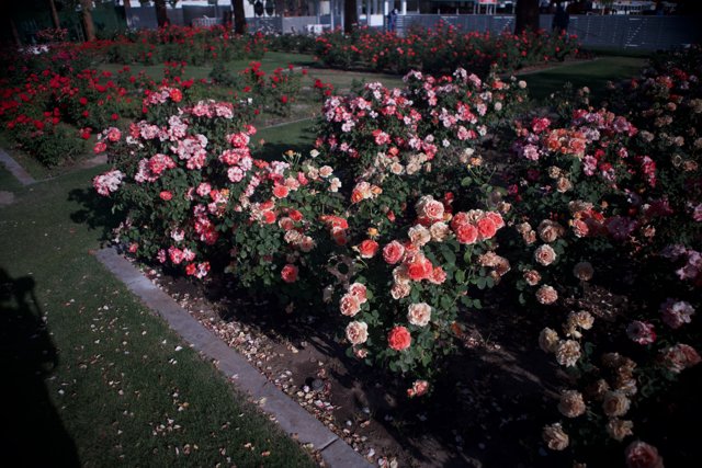 A Field of Roses