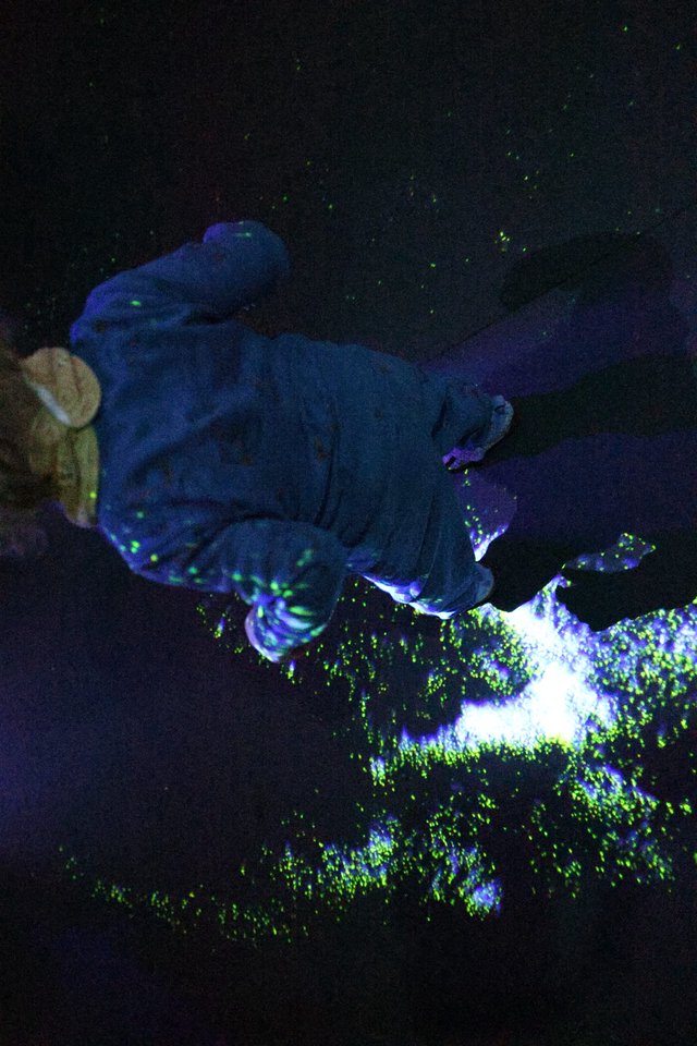 Bioluminescent Coral and Sleeping Sea Turtle Under UV Light