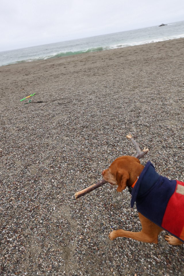 Vizsla Proudly Carries Driftwood on Pebbly Beach