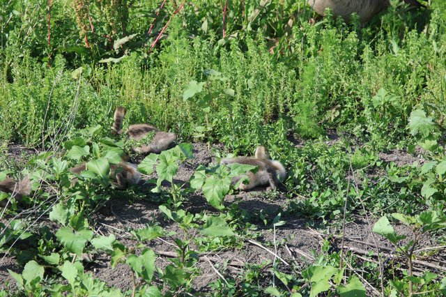 Canada Goose Family Foraging in Wetland Vegetation