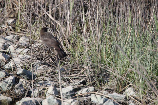 Dark-Eyed Junco Foraging Among Dried Grasses and Rocks