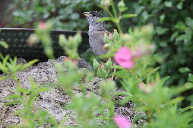 Garden Bird Perched Among Pink Flowers and Foliage