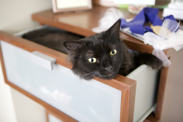 The Cozy Drawer Cat
