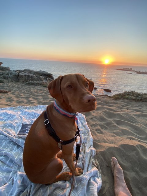 Sunset Snuggles with Man's Best Friend