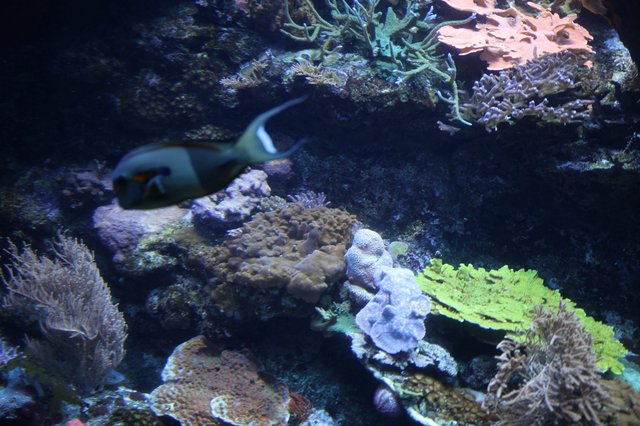 Vibrant Coral Reef Ecosystem with Tropical Fish