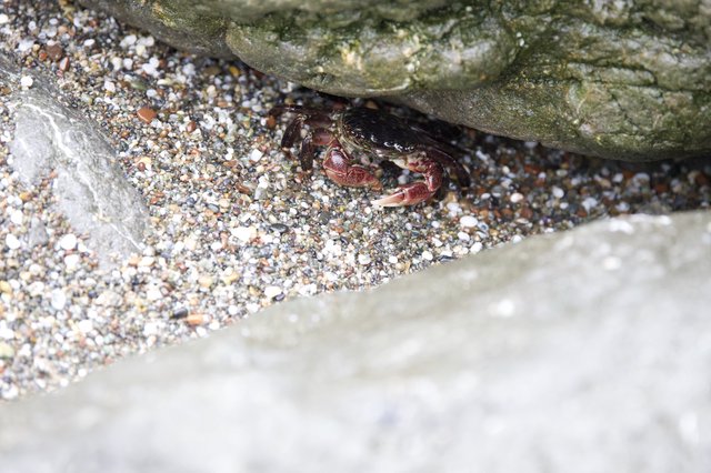 Crab Sheltering Beneath Rocky Shore Boulders