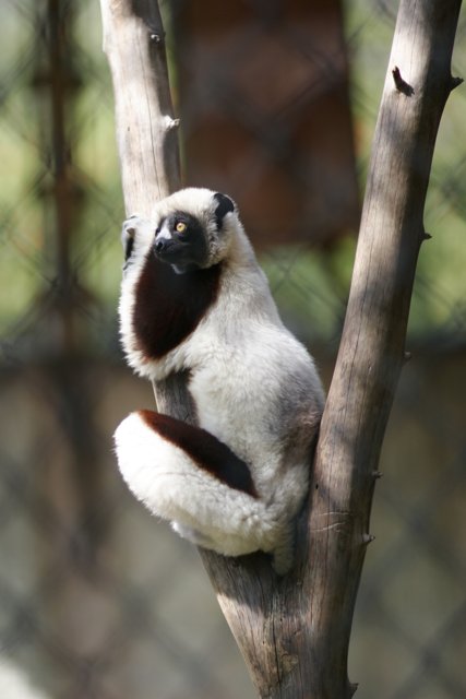 The Wise Lemur