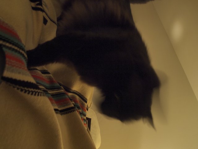 Blurry Black Cat on a Cozy Bed