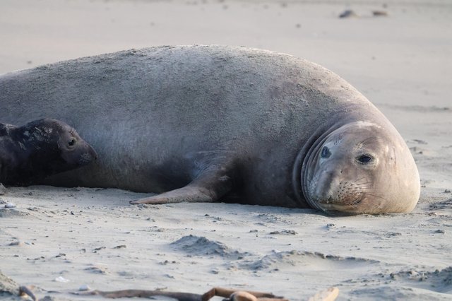 Northern Elephant Seal Resting on Sandy Beach