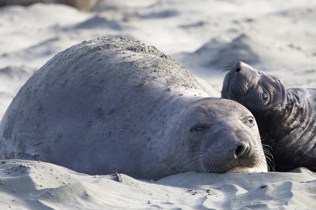 Elephant Seal Mother and Pup Resting on Beach