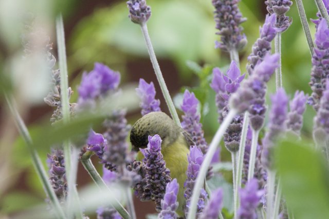 Nature's Secret Symphony