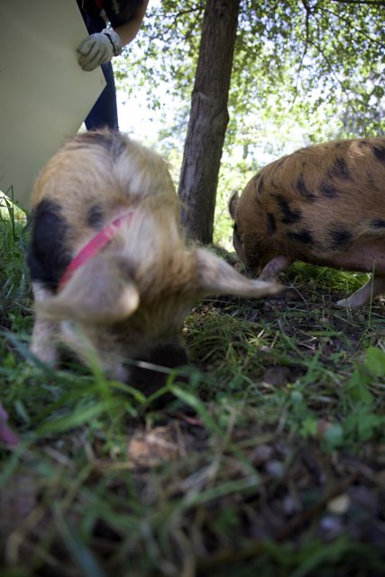 Earthy Explorers: Pigs at Play in Alemany Farm