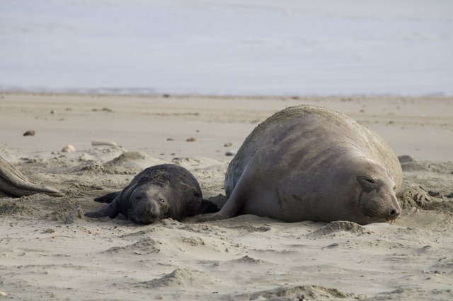 Mother Elephant Seal and Newborn Pup Resting on Beach