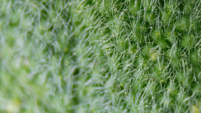 Microscopic Green Plant Trichomes Up Close