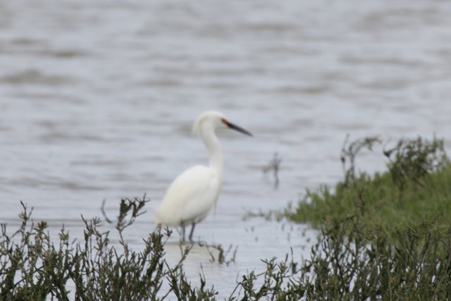 Elegance by the Water