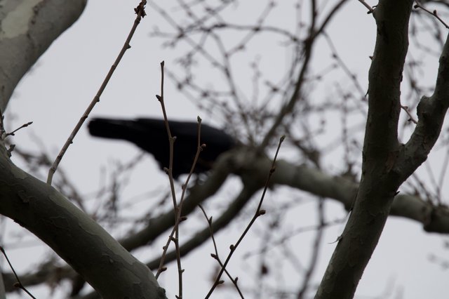 Silhouette of Hawk Through Bare Winter Branches