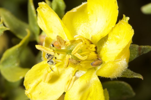 Busy Bee on a Geranium flower