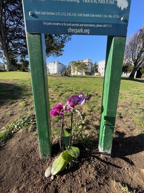 Purple Orchid in Duboce Park