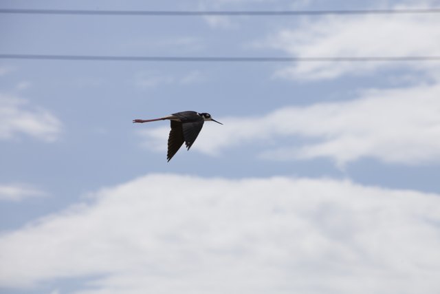 Flying Black-Necked Stilt