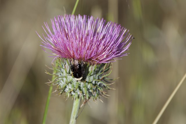Bumblebee Foraging on Purple Thistle Bloom