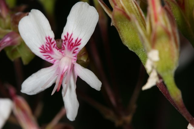Pink and White Geranium Flower Close Up
