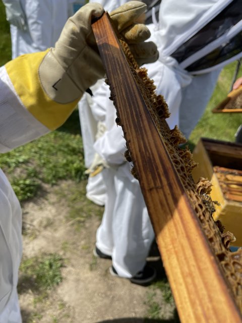 Beekeeping in Carmel, California