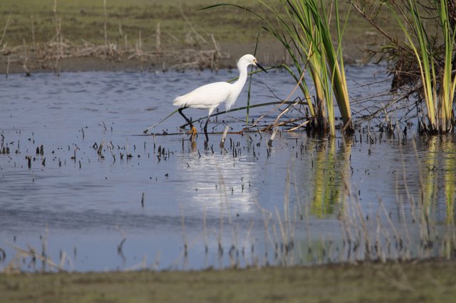 Snowy Egret Foraging in Wetland Shallows