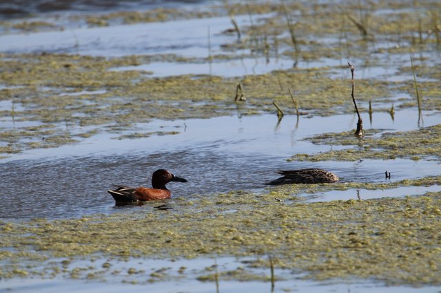 Cinnamon Teal Pair in Wetland Habitat