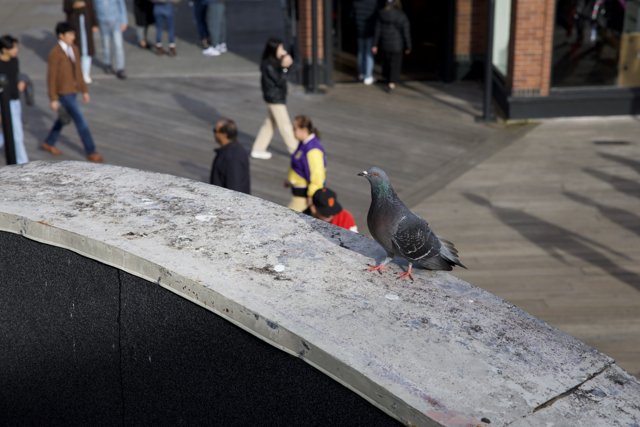 Urban Pigeon Watch
