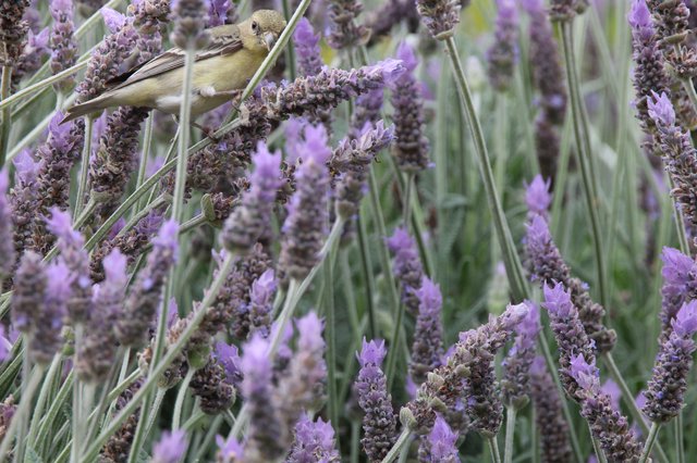 Small Bird Perched Among Purple Lavender Blossoms