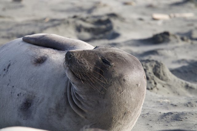 Elephant Seal Resting on Sandy Beach at Drakes Beach