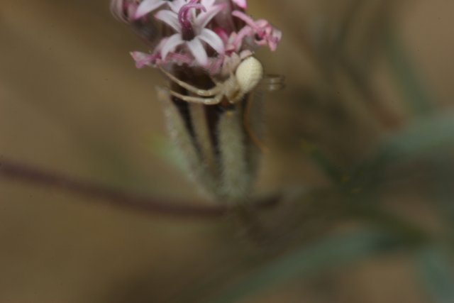 Spider and Carnation Flower