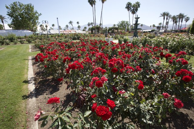 Field of Red Roses in the Park
