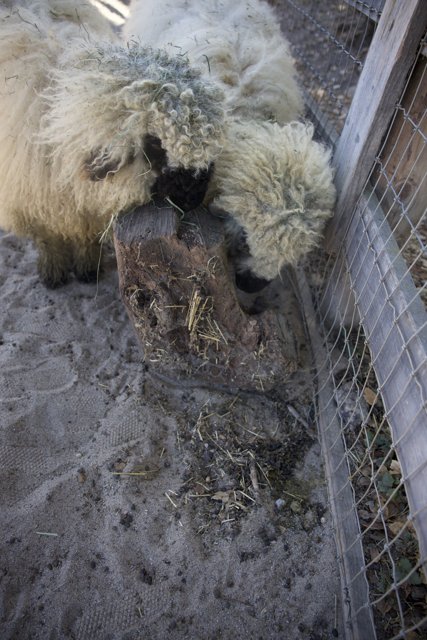 Woolly Companions Behind the Fence