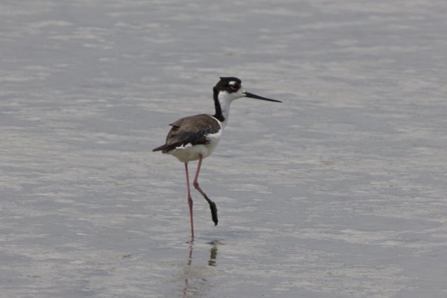 Graceful Sentinel of the Marshlands