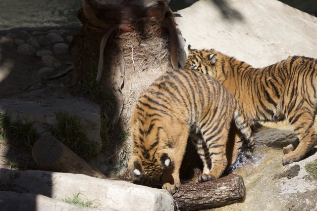 Two Tigers Refreshing Themselves in the Stream
