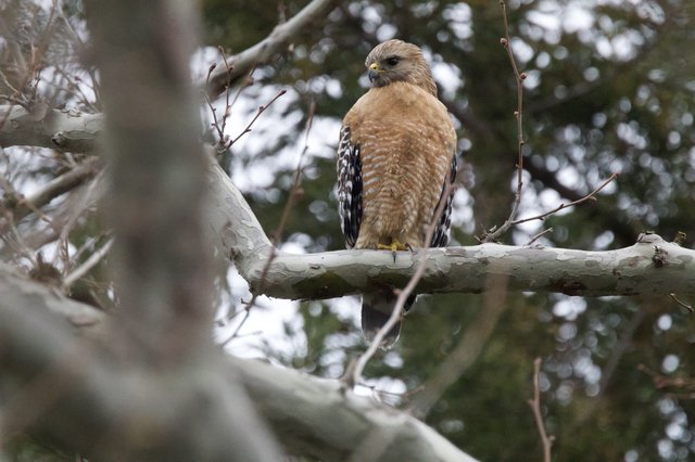 Red-Shouldered Hawk Perched on Winter Branch
