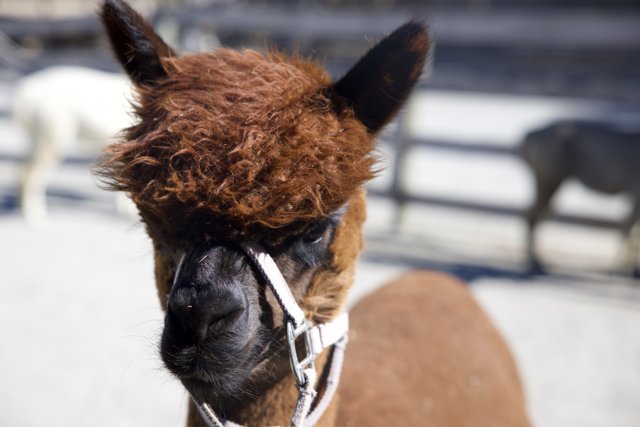 Charming Llama at Carmel Valley Ranch