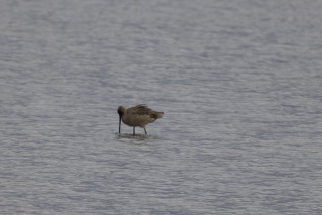 Tranquil Bay Wader