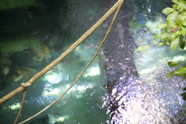 Embracing Nature's Trails: Rope Swing in a Rainforest