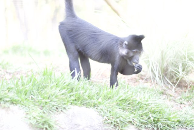 The Majestic Black Monkey in the Zoo