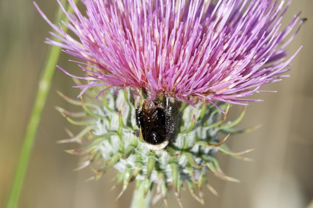 Bumblebee Foraging on Purple Thistle Bloom