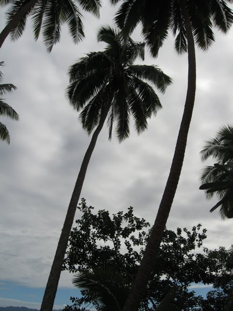 Palm Tree Silhouette Against a Tropical Sky