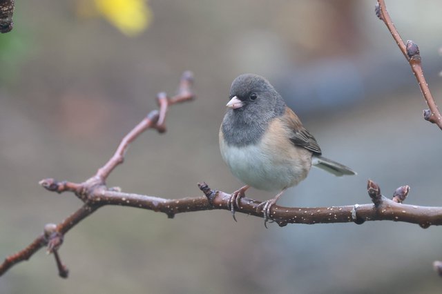 Dark-eyed Junco Perched on Winter Branch