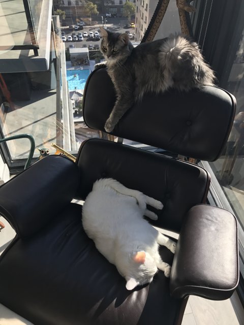 Two Feline Friends Enjoying the View from Their Chair
