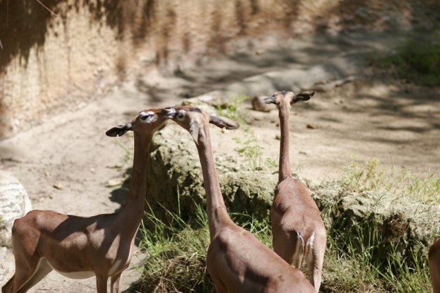 Grazing with Gazelles