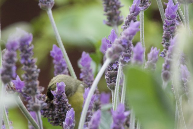 Lavender Haven
