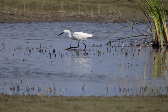 Little Egret Foraging in Flooded Rice Field Wetlands